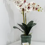 Luxury Floramye